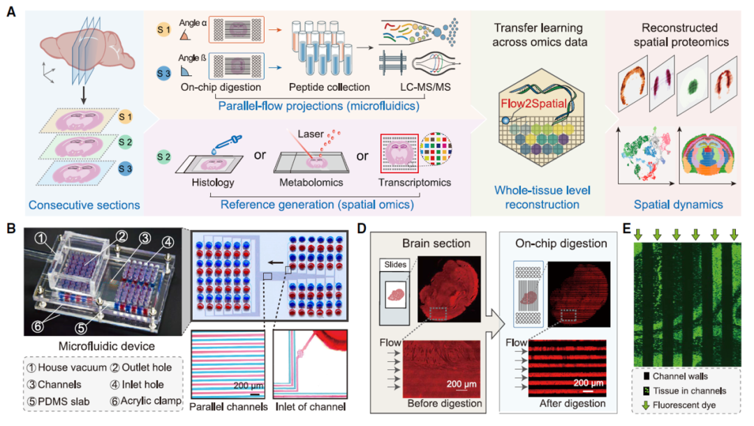 PLATO:革命性的高分辨率空间质谱蛋白质组学平台