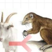 Goat Anti-Tree shrew IgG(H+L)山羊抗树鼩IgG(H+L)