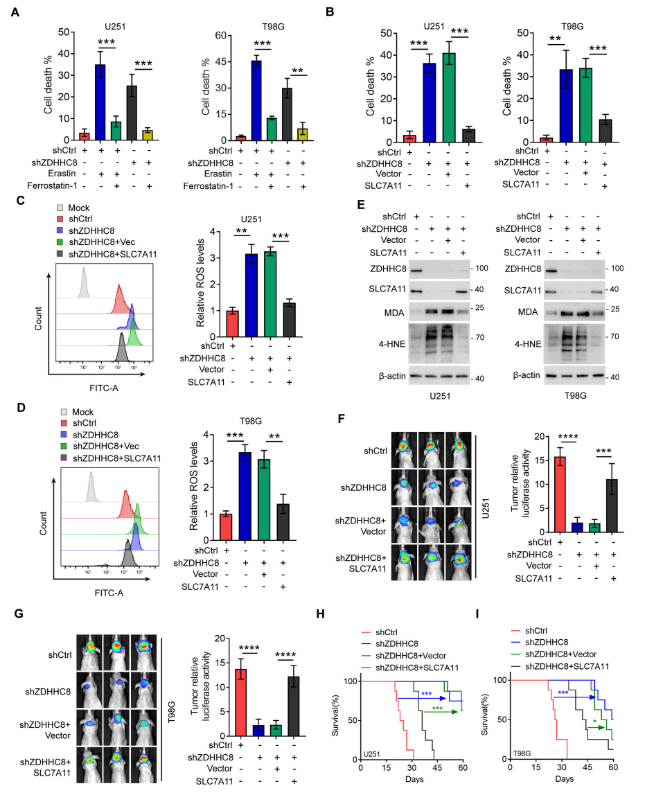 image.png “棕榈酰化”与“铁死亡”强强联手,让胶质瘤“死个明白”!