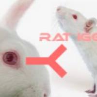 Rabbit Anti-Rat IgG（h+l）兔抗大鼠IgG(H+L)