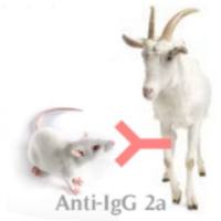 Goat Anti-Mouse IgG2a (H+L)山羊抗小鼠IgG2a (H+L)
