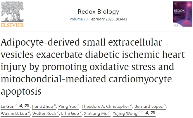 “国自然热点”高分速递！外泌体+氧化应激+细胞凋亡，贴脸开大冲击10+，速学速发！