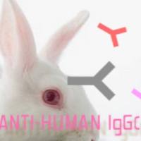 Rabbit Anti-Human IgG (γ chain)兔抗人γ chain