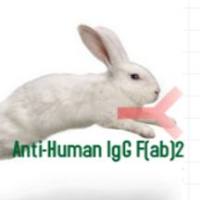 Rabbit  Anti-Human IgG F(AB)2兔抗人IgG F(AB)2