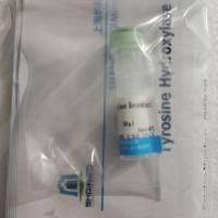 干扰素诱导T-细胞α亚族趋化剂(ITaC)重组蛋白,大鼠