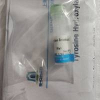 沉默调节蛋白6(SIRT6)重组蛋白,人