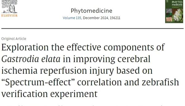 Phytomedicine：基于斑马鱼及谱效相关性探究天麻改善脑缺血再灌注损伤的有效成分
