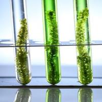 藻类的碳水化合物、脂质和蛋白质检测