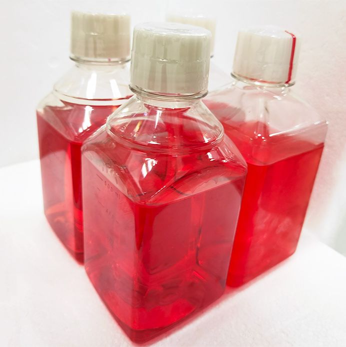 人白细胞介素1β（IL-1β）重组蛋白