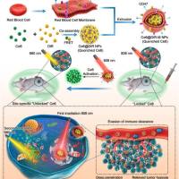 负载 Ce6和 DiR（近红外染料）的纳米粒被 红细胞膜（RBCM）包裹