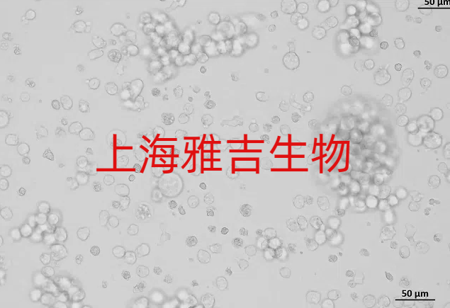 分离纯化蛋白质的方法及原理