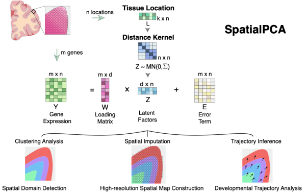 让空间数据分析更简单：数据降维聚类工具——SpatialPCA