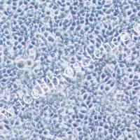 293T | 293T细胞 |HEK-293T细胞 | HEK-293T | HEK293T |人胚肾细胞 | HEK-293T|HEK293T | STR鉴定