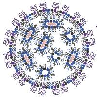 固体脂质纳米颗粒包裹壳聚糖和脱氧核糖核酸酶DNase（Ana-SLNs-CH-DNase）