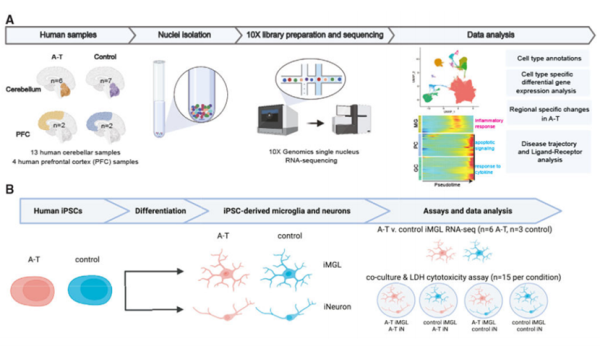 单细胞测序揭示A-T小脑退化“密码”：胶质细胞活化成神经元“杀手”