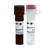 Beyo3D™ Annexin V-mCherry细胞凋亡检测试剂盒