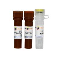 Beyo3D™活细胞Caspase-3活性与线粒体膜电位检测试剂盒