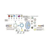 聚多巴胺（PDA）修饰的碳量子点（CQD）被红细胞膜（RBCM）包裹