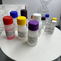 新生隐球菌探针法荧光定量PCR试剂盒