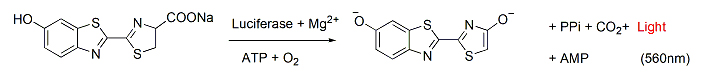D-萤光素钠盐(D-Luciferin, Sodium Sa