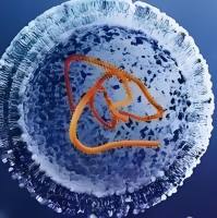 负载多黏菌素B的固体脂质纳米颗粒被海藻酸钠（SA）修饰