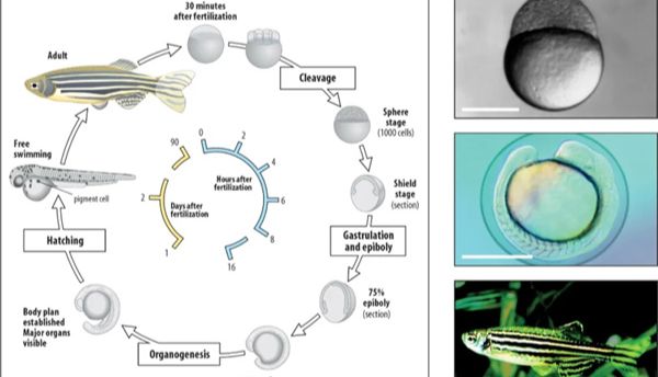 世界肥胖日丨斑马鱼解锁肥胖密码，助力健康产品研发及研究