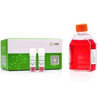 人NK/T细胞（淋巴瘤细胞（SNT-8-Cas9）