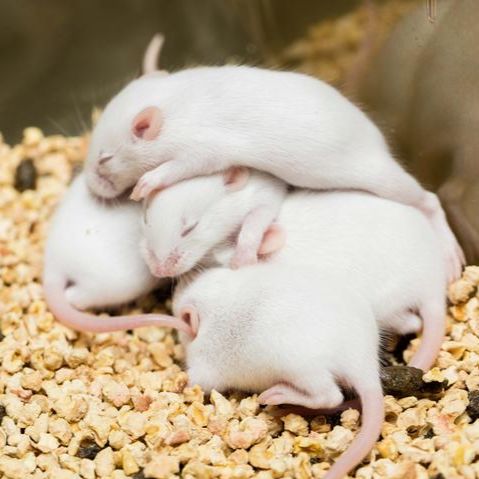 动物造模丨早产儿视网膜病变动物模型