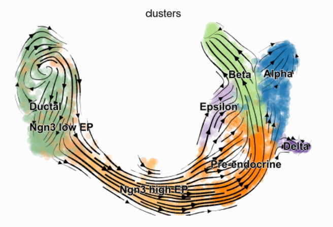 单细胞转录组数据分析之RNA速率分析——scVelo