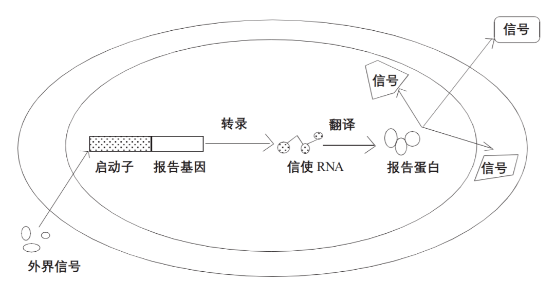 稳定型萤火虫荧光素酶报告基因检测试剂盒