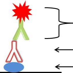 HRP酶标小鼠抗人IgG