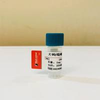 500μg 犬钩端螺旋体病毒单克隆抗体(Lep-Ab)；犬钩端螺旋体抗体；犬Lep抗体