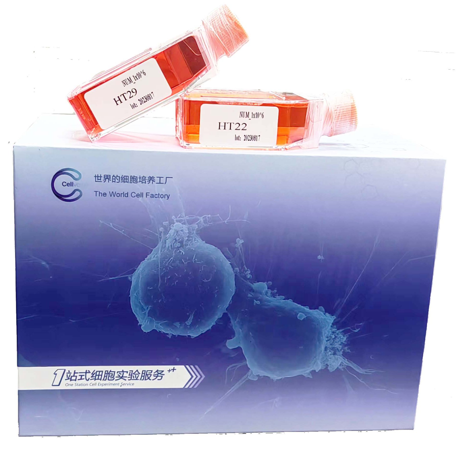 牛小肠上皮细胞永生化/永生化细胞/免疫荧光鉴定