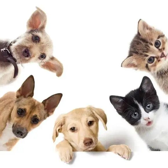 猫肠道冠状病毒核酸PCR检测试剂盒（供兽医站）