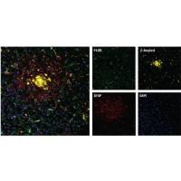 F4/80 (D4C8V) XP® Rabbit mAb(CST 30325 现货特卖)