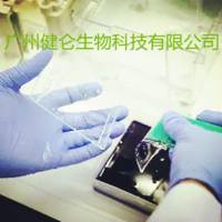 猫疱疹病毒荧光PCR检测试剂盒(宠物医院专用)