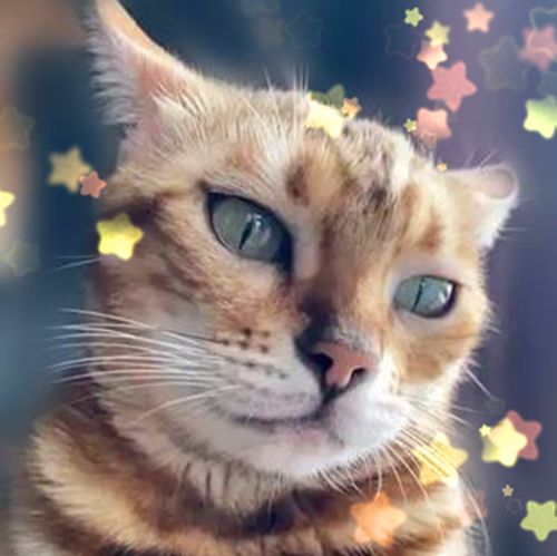 猫杯状病毒核酸PCR检测试剂盒(宠物诊所专用)