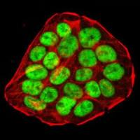 p53 (1C12) Mouse mAb(CST 2524 现货特卖)