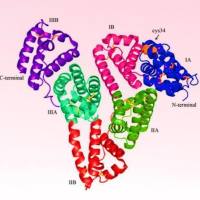 牛血清白蛋白纳米粒被天然促渗剂麝香酮(Muskone)和薄荷醇(Menthol)修饰