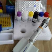 猴P糖蛋白/渗透性糖蛋白(P-GP)酶联免疫ELISA试剂盒