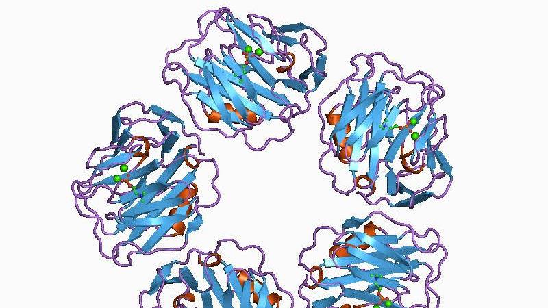 500μg 抗犬CRP单克隆抗体；犬C反应蛋白配对抗体；犬C