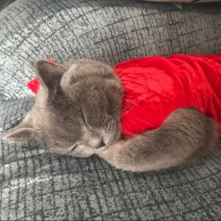 猫支原体PCR检测试剂盒(宠物诊所专用)