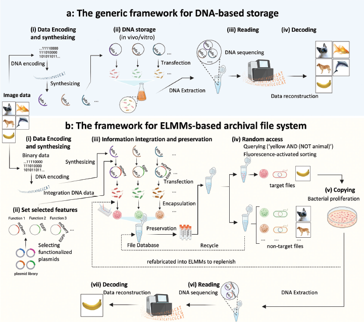 Bigfoot全光谱流式细胞分选仪持续助力国内科学家发表文献