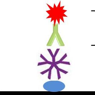 HRP标记小鼠抗人IgM