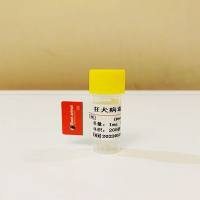 500μg 抗狂犬（RV）单克隆抗体；狂犬N蛋白单克隆抗体；抗狂犬G蛋白抗体；狂犬RV抗体