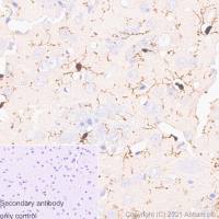 重组Anti-Iba1抗体[EPR16589] -小鼠IgG1 (Chimeric) (ab