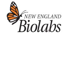 NEB分子生物学酶类感受态细胞细胞培养基等