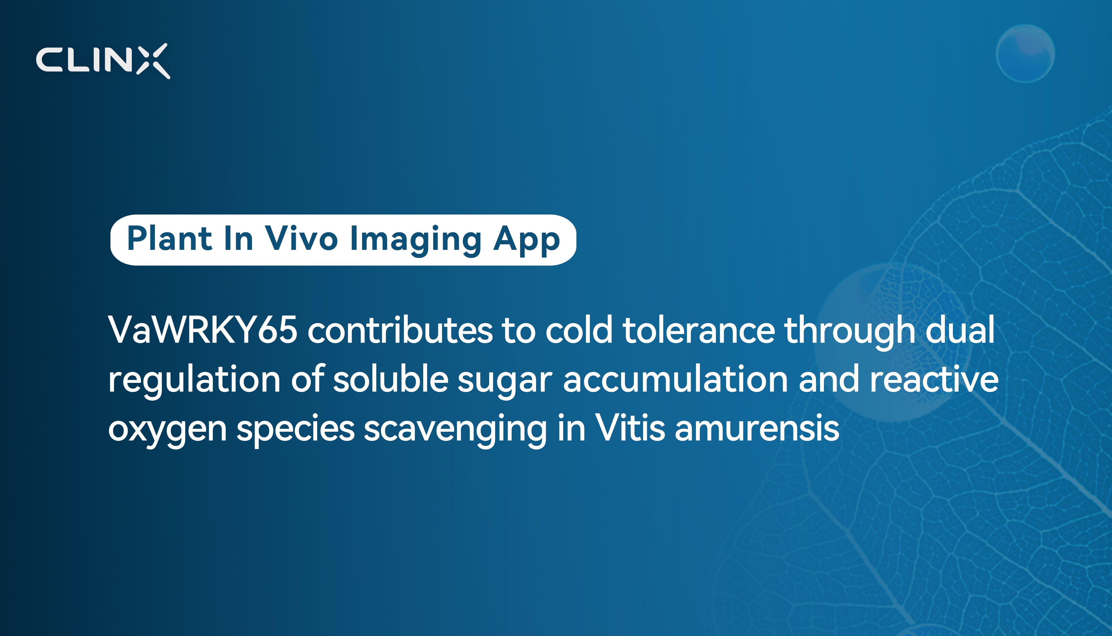 文献速递| VaWRKY65通过调控淀粉分解促进植物耐寒性