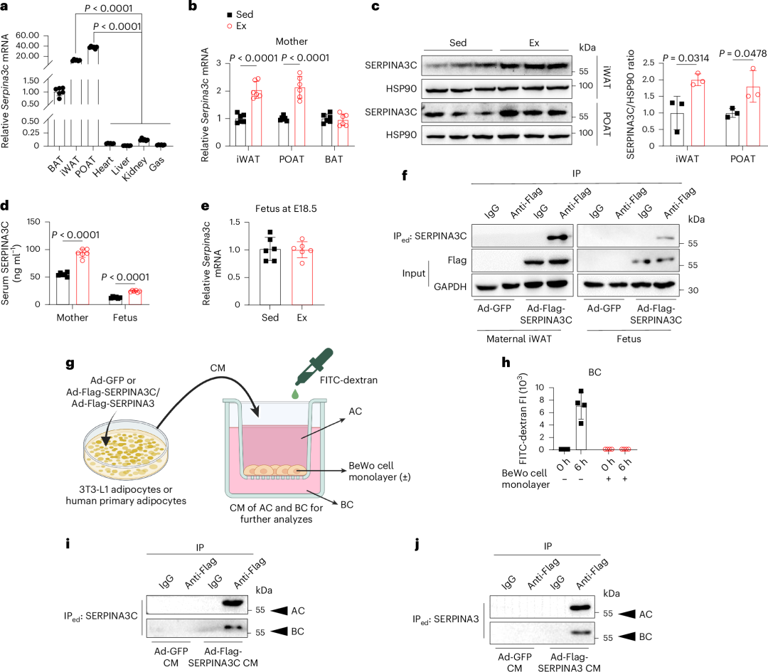 【Biorbyt文献】IF=18.9 母体运动如何促进后代的代谢健康？