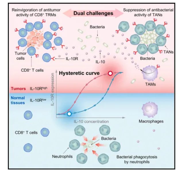 Cell |抗癌新希望：科学家破解细菌与肿瘤的“对话”原理